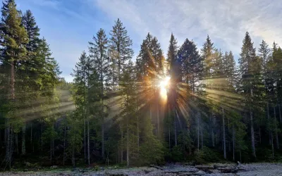 SICH Forum Wald im Wandel