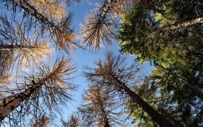 SICH Forum Wald im Wandel 2